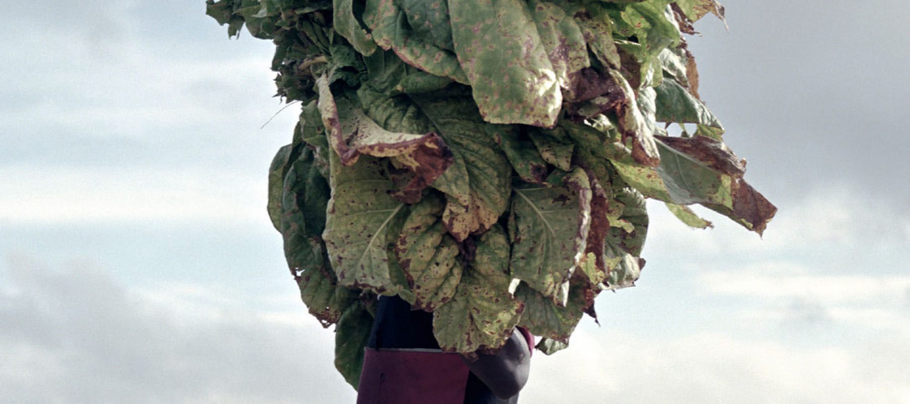 a man balances a large bushel of vegetation on his head, obscuring it