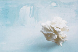 A sea shell-like object in a misty setting.